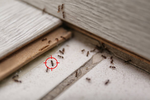 Best Cockroach Control Services  in Stockton, UT